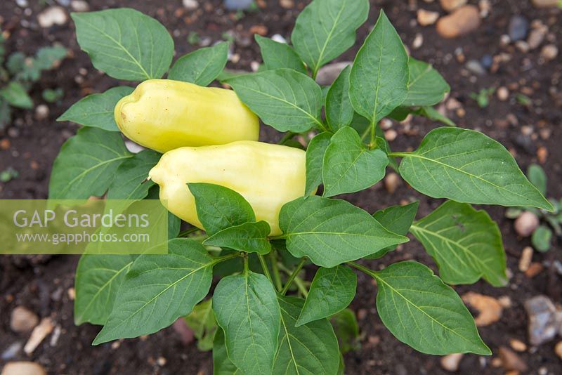 Capsicum - Pepper 'Sweet Boneta'