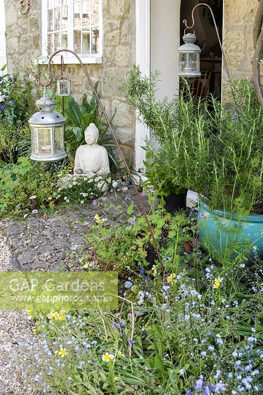 Insect friendly plants around Brigit Strawbridge's front door in the historic Pump Yard include forget-me-nots, Limanthes douglasii, the poached egg plant, and Cerinthe major 'Purpurascens'.