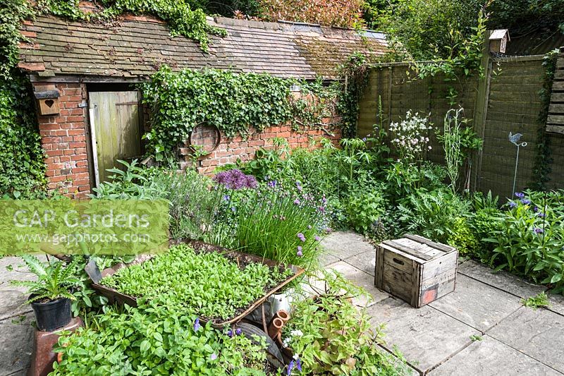 A group of containers including a wheelbarrow, a belfast sink and tin olive oil containers in the centre of the garden are planted with insect friendly plants including chives, marigolds, alliums and hardy geraniums.