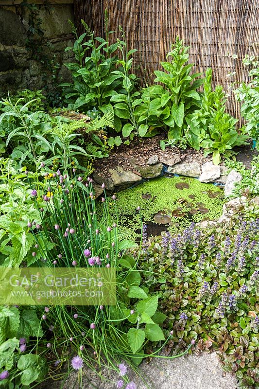 A pond is an important part of any wildlife garden, here surrounded by marsh marigold, bugle, chives and foxgloves.