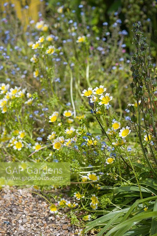 Limnanthes douglasii, the poached egg plant, mingles with forget-me-nots outside Brigit's cottage.