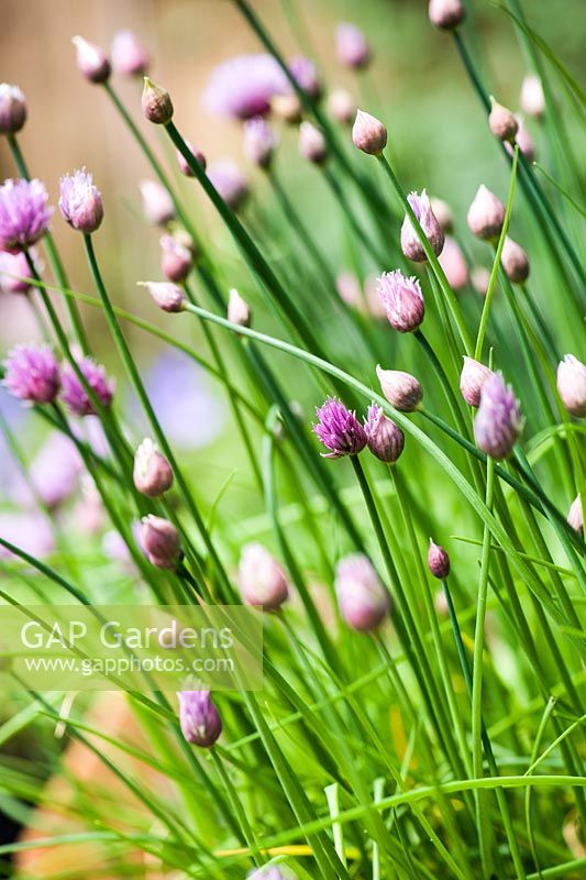 Allium schoenoprasum - Chives