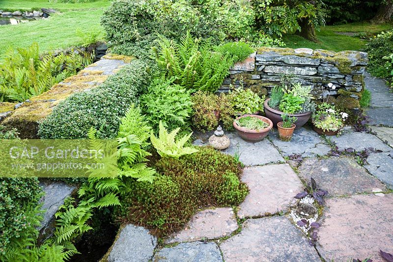 Combination of containers, mounds of moss, piles of pebbles, self seeded ferns, clipped cotoneaster and slate walling around the terrace at the back of the house. Containers are planted with miniature hostas, astilbes, herbs and alpines. A carefully devised 'fake' bird's nest is inserted into the paving complete with eggs.