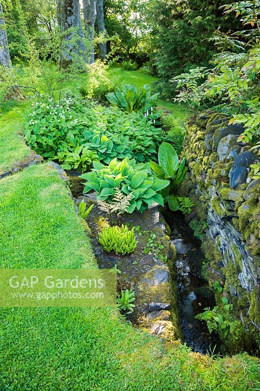 Stream from the pond runs between stone walls below tall sycamores, surrounded by moisture loving plants including ferns, hostas, lysichiton, persicaria and Silene fimbriata.