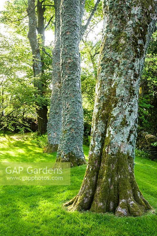 Lichened trunks of sycamores.