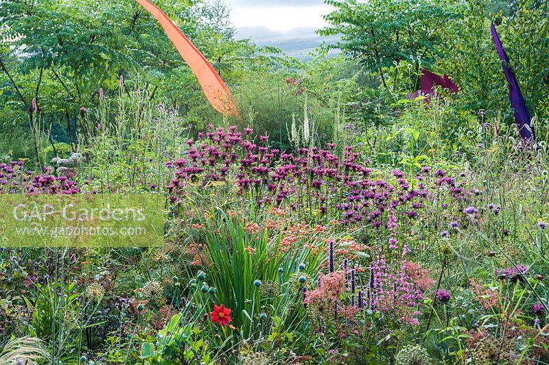 Densely planted bed including deep magenta Monarda 'Gewitterwolke', salmon pink crocosmias, agastache, lythrum, Verbena bonariensis, fennel and Dipsacus pilosus, the lesser teasel. Hunting Brook Garden, Co Wicklow, Ireland