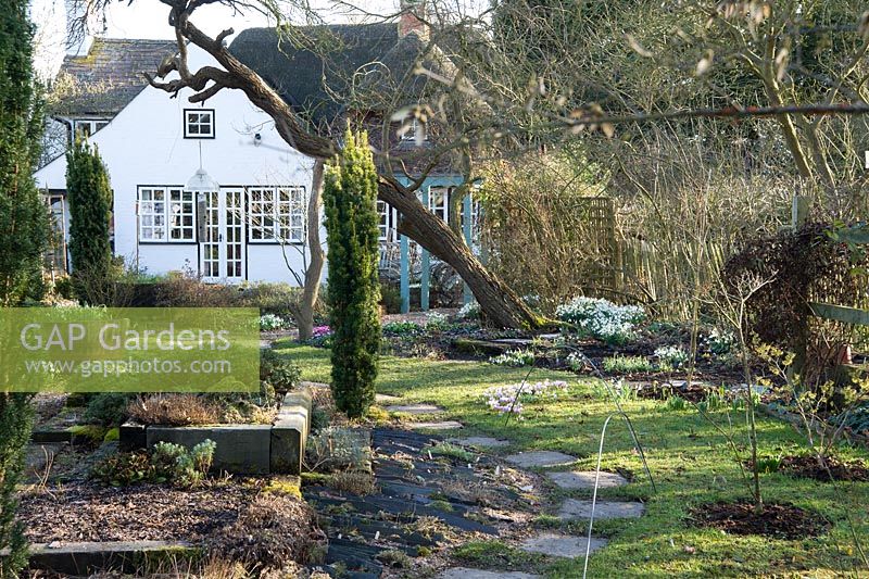 Back garden with fastigiate yews and clumps of snowdrops and other early spring bulbs.