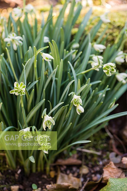 Galanthus 'Blewbury Tart'