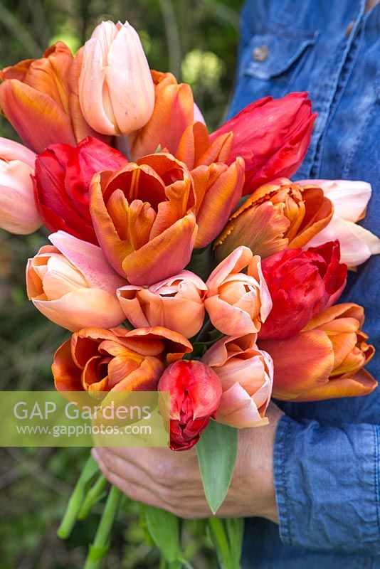 A woman holding Tulipa 'Red Revival', 'Brown Sugar' and 'Apricot Beauty'