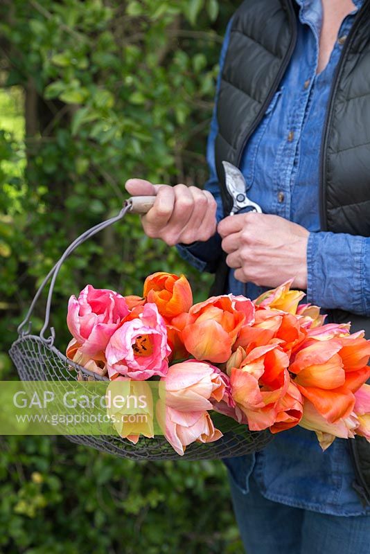 Woman carrying wire basket of Tulipa 'El Nino', 'Marianne', 'Charming Beauty' and 'Sugar Love'