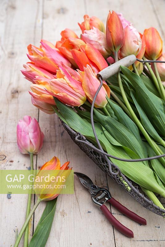 Wire basket containing Tulipa 'El Nino', 'Marianne', 'Charming Beauty' and 'Sugar Love'