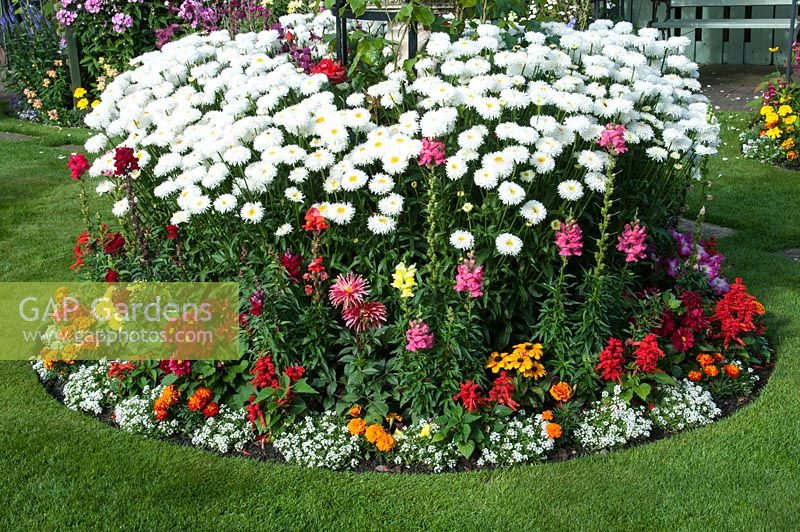 Circular island bed planted with tender bedding plants and perennial including Alyssum, Salvia, Dahlia, Rudbeckia, Antirrhinum, Calendula and Leucanthemum