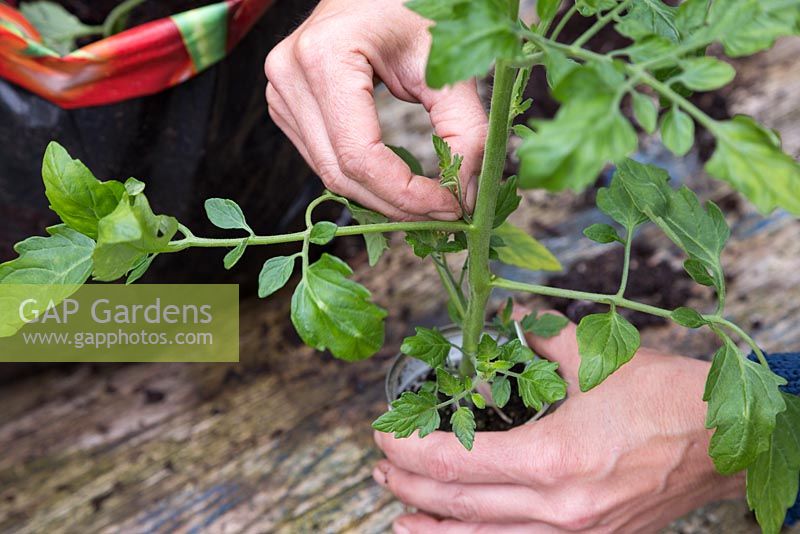 Pinching out side shoots on a Tomato plant