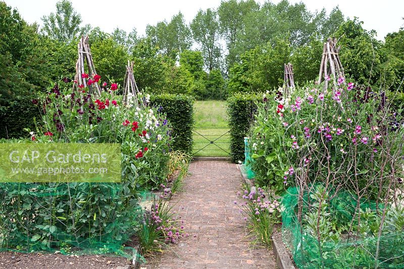 Hazel stakes used in a Potager to support Sweet Peas