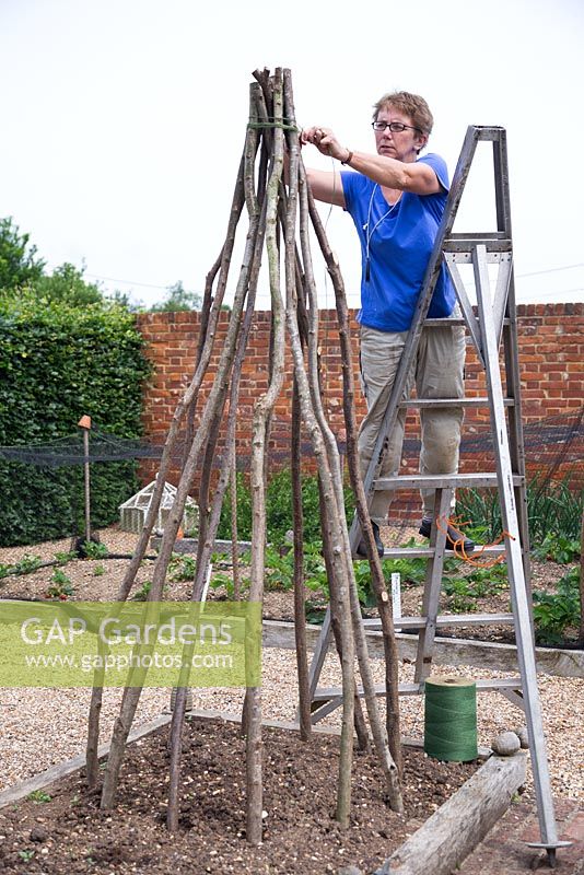 Philippa Burrough tying Hazel stake support together with twine