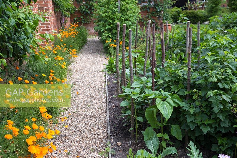 Hazel stakes supporting a Currant bush and Dahlias in a border