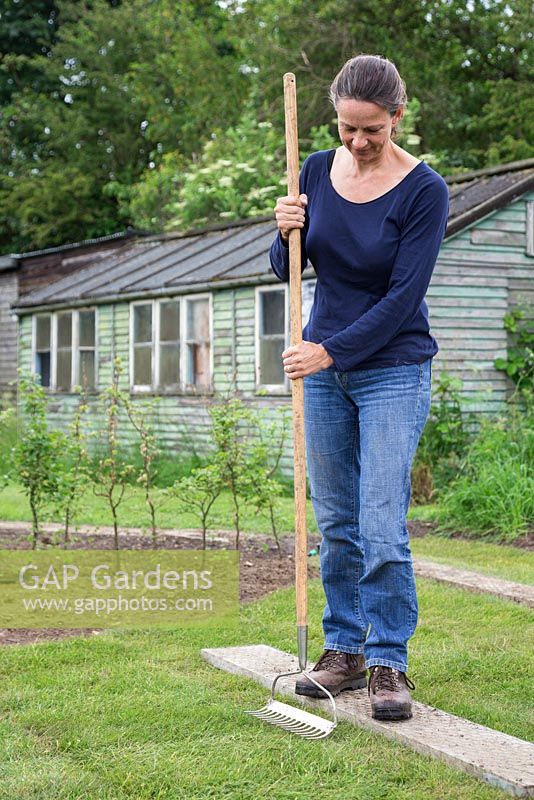 Using a garden rake to firm down new turf