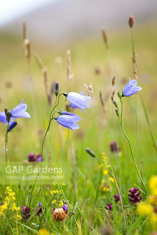 Campanula rotundifolia - Harebells growing wild on South Harris, Outer Hebrides, Scotland. Scottish Bluebell. 