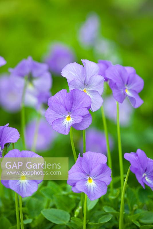 Viola 'Jupiter'