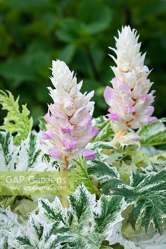 Acanthus 'Whitewater'. Bear's breeches