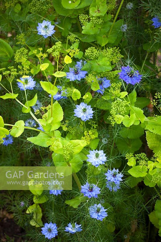 Smyrnium perfoliatum - Perfoliate Alexanders with Nigella damascena - Love-in-a-mist