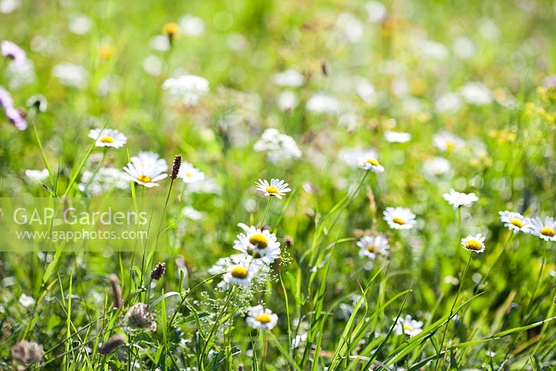 Wildflower meadow: Leucanthemum vulgare - ox-eye daisy