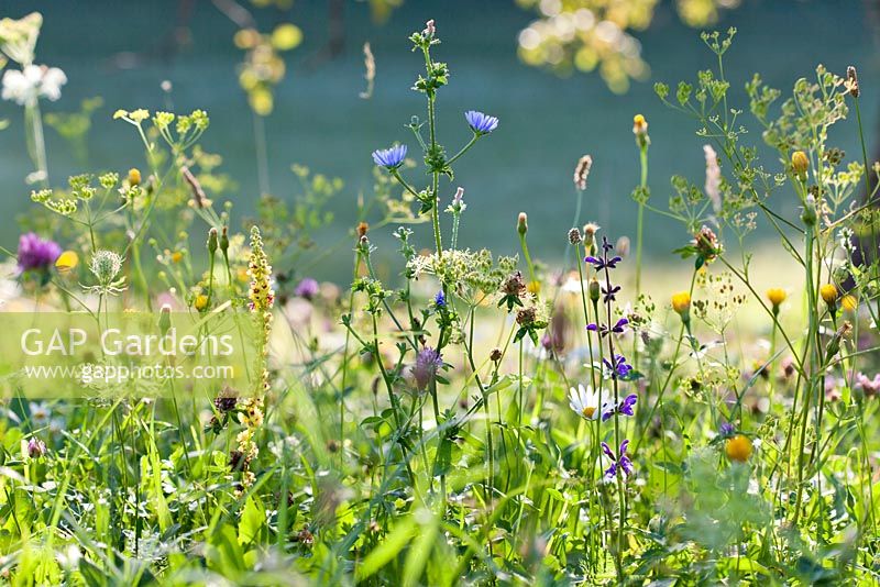 Wildflower meadow: Leucanthemum vulgare - ox-eye daisy, Salvia pratensis. Meadow Clary, Daucus carota - wild carrot seedhead, Verbascum nigrum - Dark Mullein, Trifolium pratense, Cichorium intybus - Chicory.
