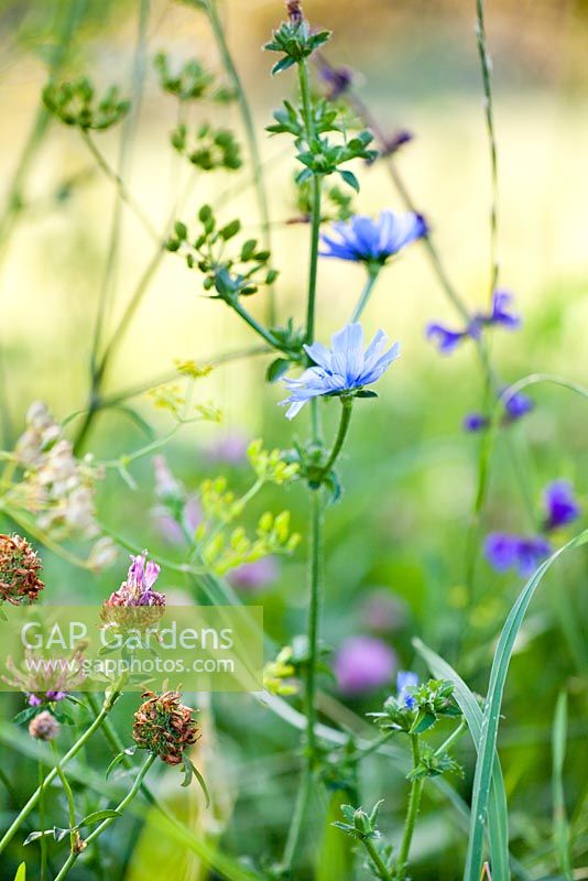 Wildflower meadow: Trifolium pratense, Cichorium intybus - Chicory.