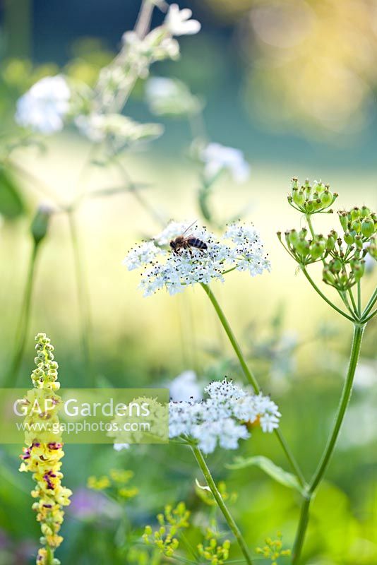 Daucus carota - wild carrot seedhead with a bee