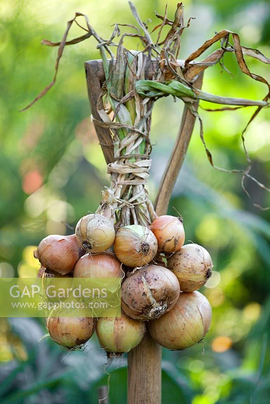 Harvested onions.