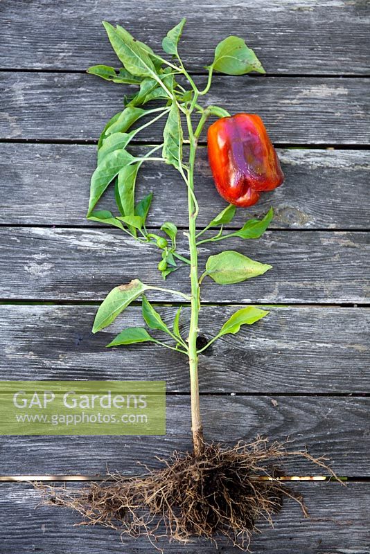 Pepper plant showing root system