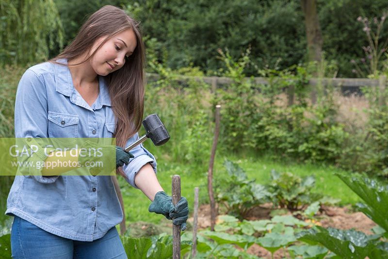 Girl using a rubber mallet to place a stake in a Pumpkin patch