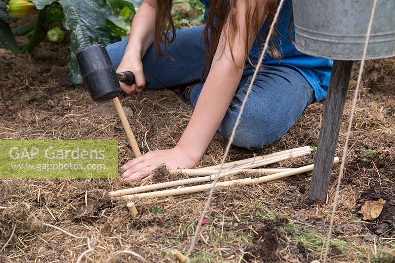 Girl using a rubber mallet to stake pieces of garden cane around the base of the scarecrow