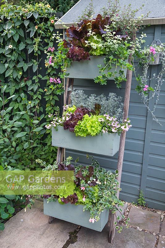 An upcycled vertical planter containing Variegated Helichrysum, Artemisia abrotanum 'Parfum d'Ethiopia', Fuchsia microphylla, Geranium 'Ville de Paris Lilac', Scaevola 'Topaz Pink', Plectranthus coleoides 'Variegatus', Fuchsia 'Claudia' and a mixed selection of Lettuce