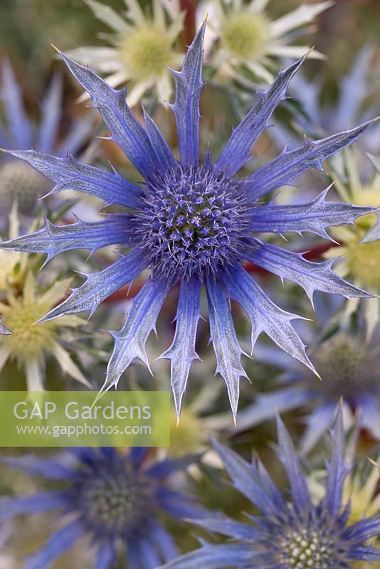 Eryngium bourgatii 'Picos Amethyst' - sea holly