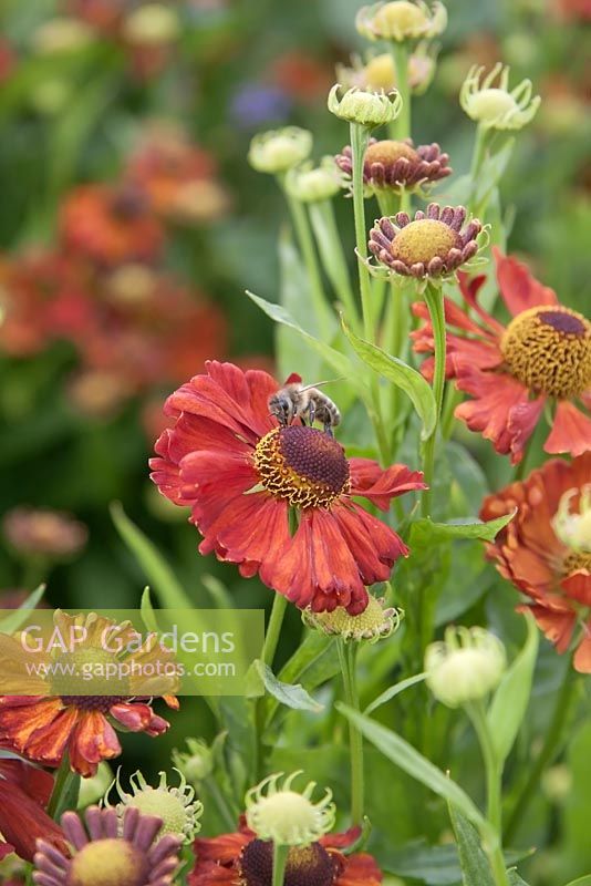 Helenium 'Chelsey' and bee