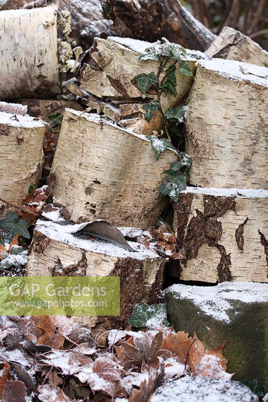 Wildlife habitat of pile of birch tree logs with snow 