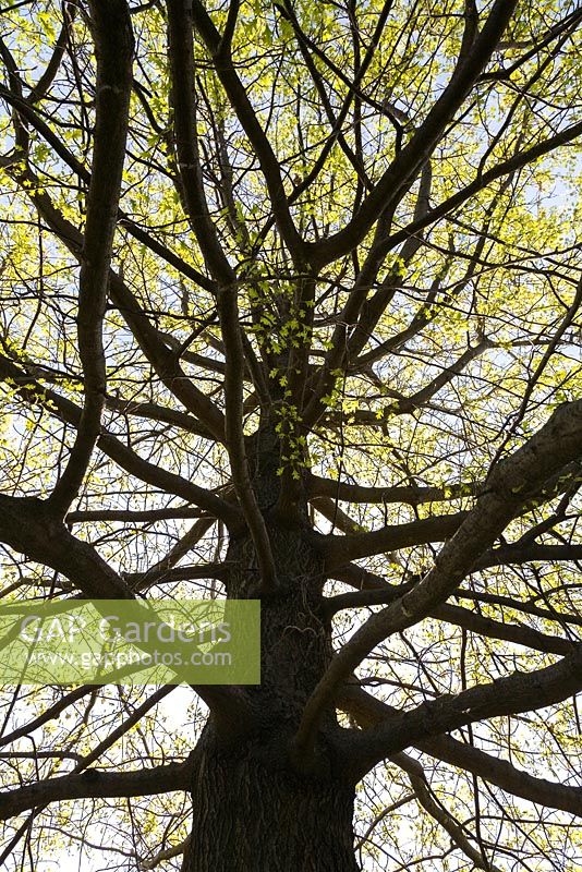 Quercus palustris - Pin Oak tree in spring. Low angle view of tall silhouetted tree