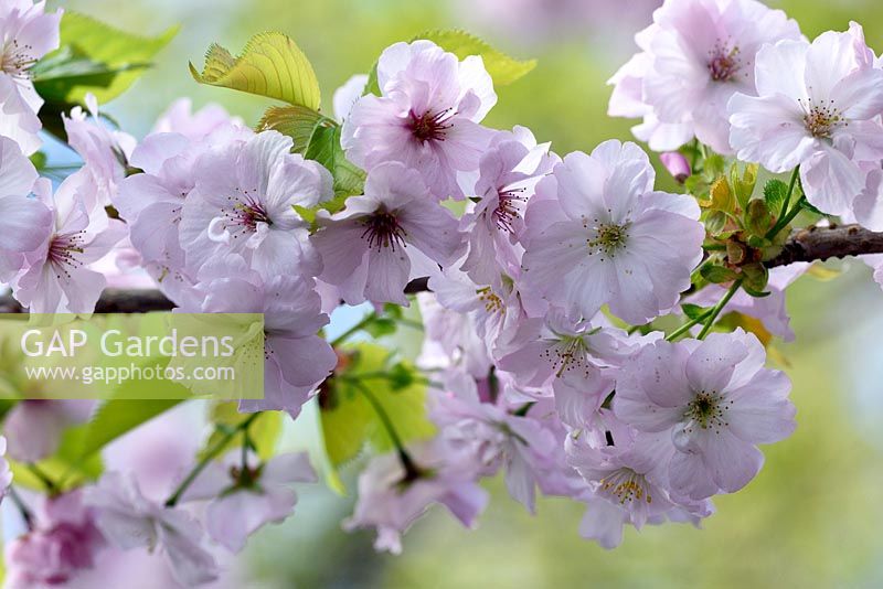 Prunus 'Matsumae-Wakamushiya Zakura' flowers in April