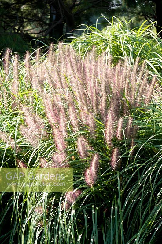 Pennisetum alopecuroides 'Redhead'