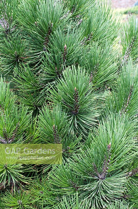 Pinus heldreichii 'Green Bun'