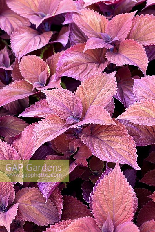 Coleus 'Redhead'