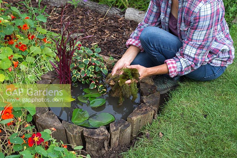 Adding additional aquatic plants to the water