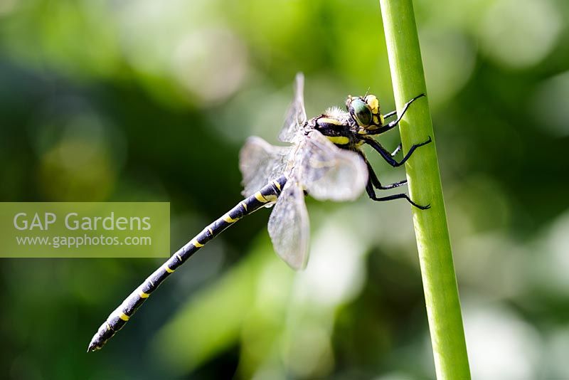Cordulegaster boltonii - Golden Ringed Dragonfly 