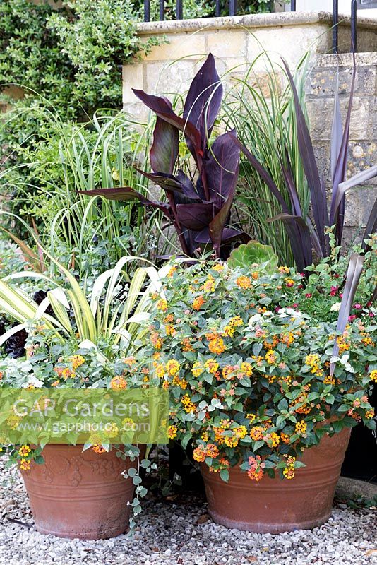Large containers planted with Lantana and Canna 'Roi de Humbert'. Bourton House Garden, Gloucestershire. Mid summer. 