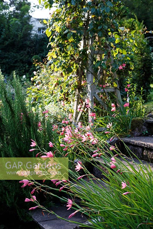 Jackie Healy's garden near Chepstow. Early autumn garden. Schizostylis coccinea 'Mrs Heggarty'