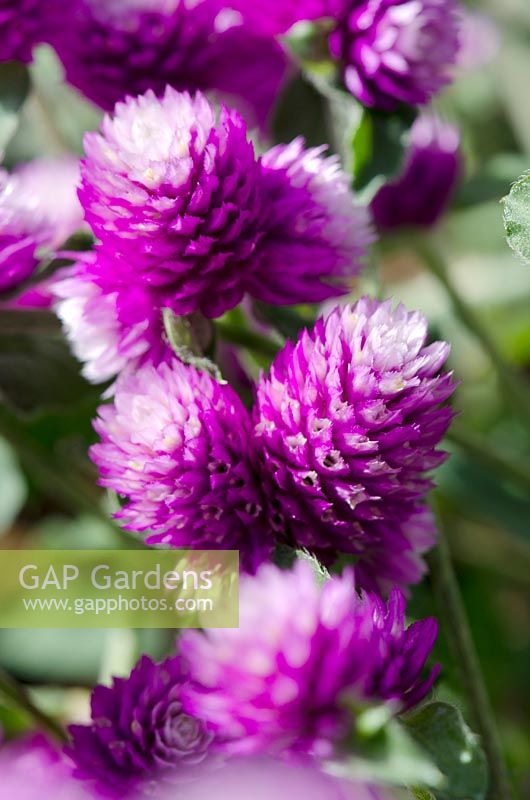 Gomphrena globosa 'Pinball Snow Tip Lavender'