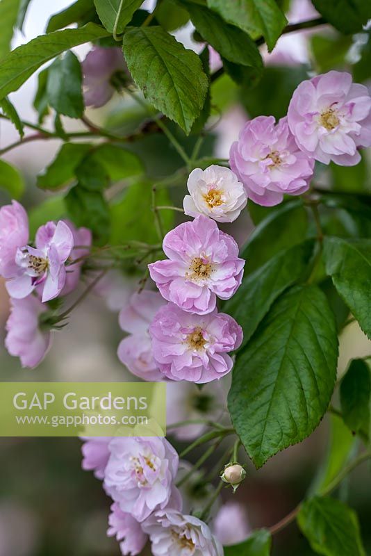 Rosa 'Dentelle de Malines'