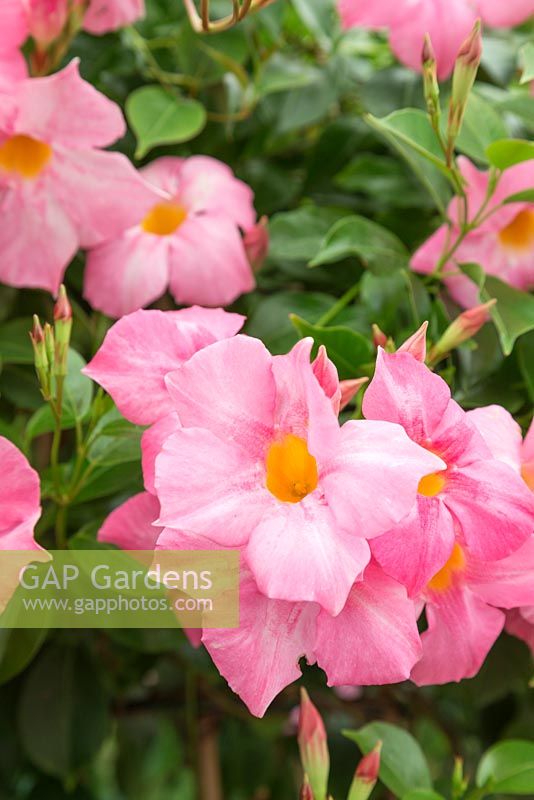 Mandevilla sanderi hybrid var. Sundaville 'Pretty Rose Star'