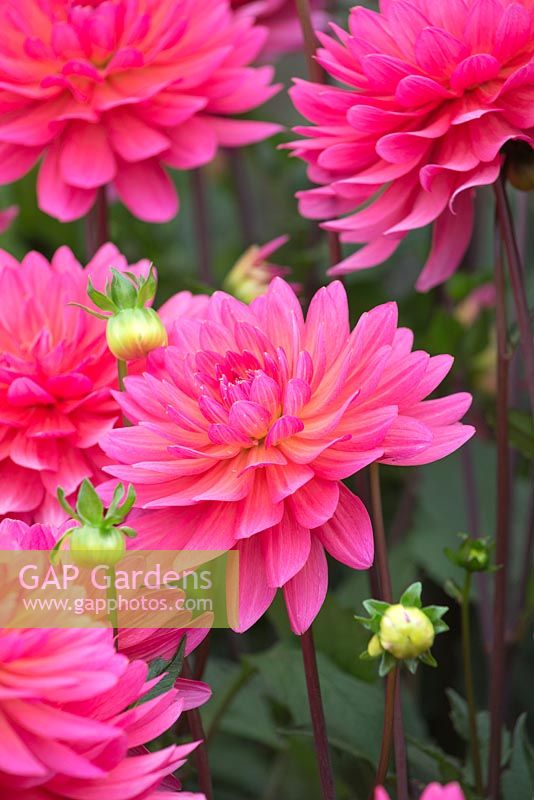 Dahlia 'Karma Fuschiana'